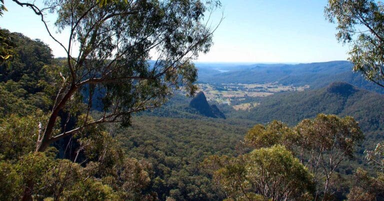 Bellbird lookout walk