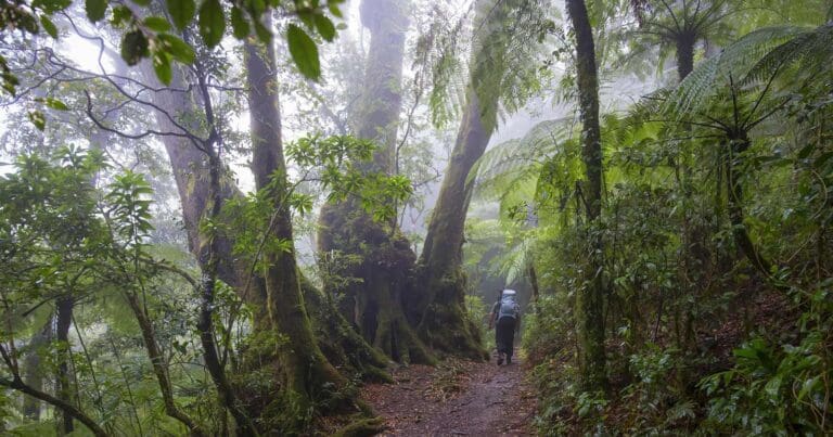 Lamington border track
