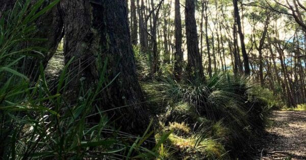 Filsell Hill Summit Hike Filsell hill summit hike