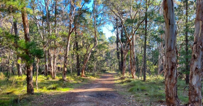 Kuitpo eucalypts trail