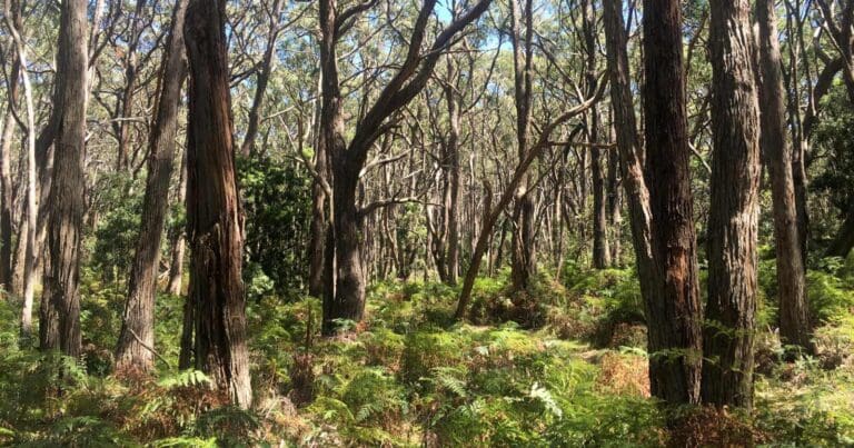 Lobethal bushland orange trail
