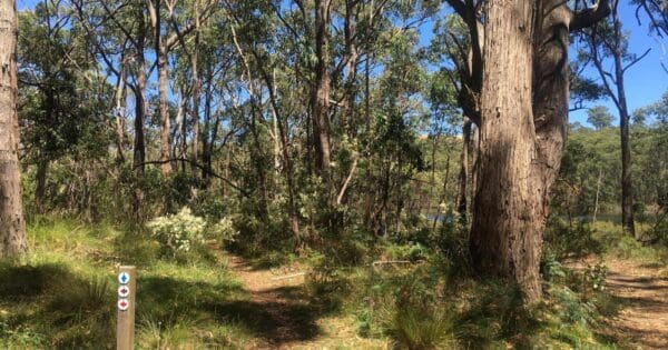 Lobethal bushland purple trail
