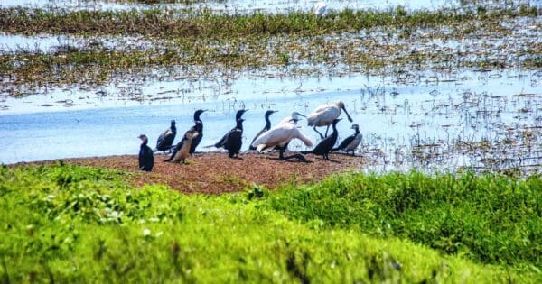 Mamukala Wetlands Walk Mamukala wetlands walk