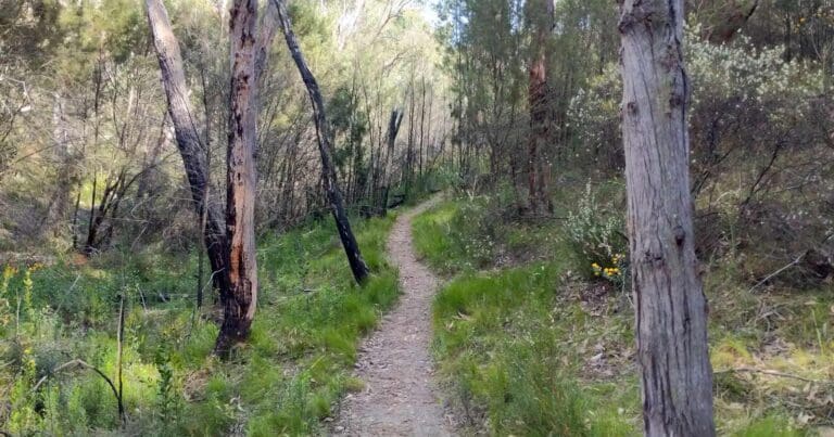 Mark oliphant waterfall circuit