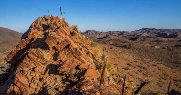 Mawson Spriggina Walk Mawson spriggina walk