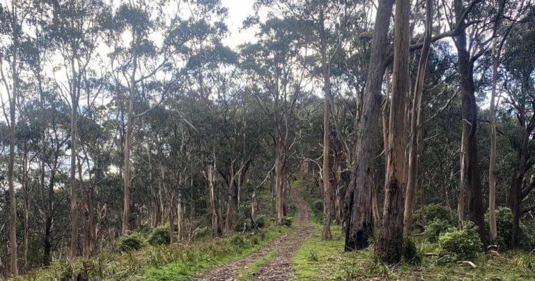 Mount hickey circuit