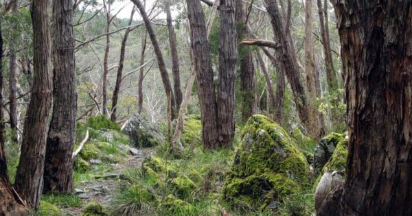 Mount Lofty to Bridgewater Hike Mount lofty to bridgewater hike