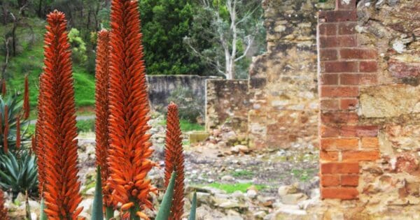 Newman's Nursery Ruins Walk Newman's nursery ruins walk