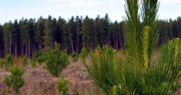 Onkeeta circuit walk