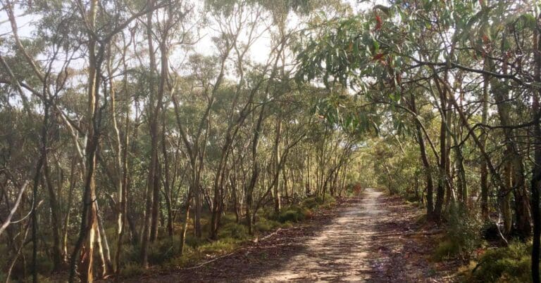 Para wirra horseplay trail