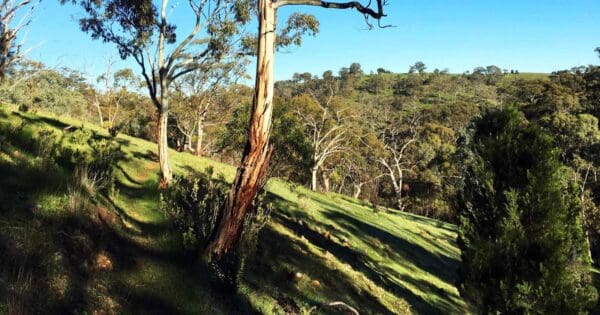 Phoenix Circuit Walk Phoenix circuit walk