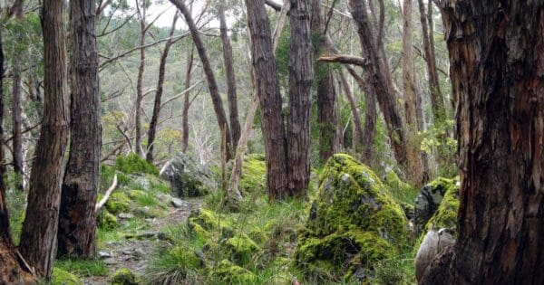 Pioneer Women's Trail Pioneer women's trail