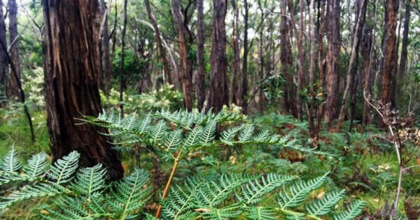 Porter Scrub Circuit Porter scrub circuit