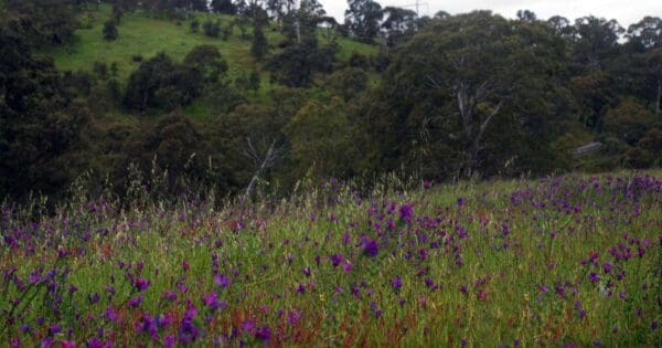 Range Road South and Newmans Track Range road south and newmans track