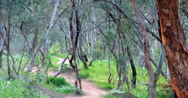 River Red Gum Circuit River red gum circuit