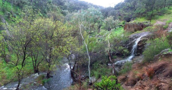 Sturt Gorge River Trail Circuit Sturt gorge river trail circuit