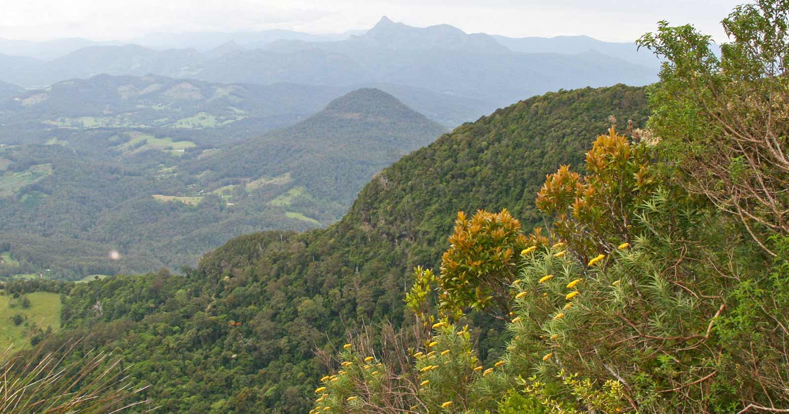 Lamington National Park: Queensland’s Hiking Paradise Wagawn summit track | lamington national park