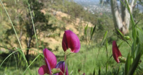 Waite conservation reserve circuit