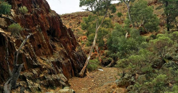 Wallaby Loop Trail Wallaby loop trail