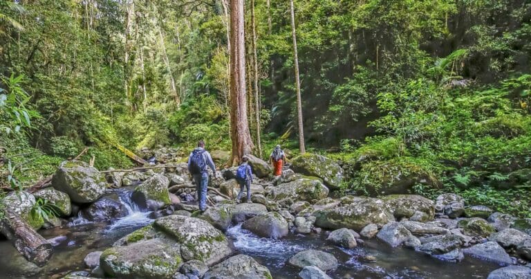 West Canungra Creek Circuit Hike (13.9km) West canungra creek circuit 768x403
