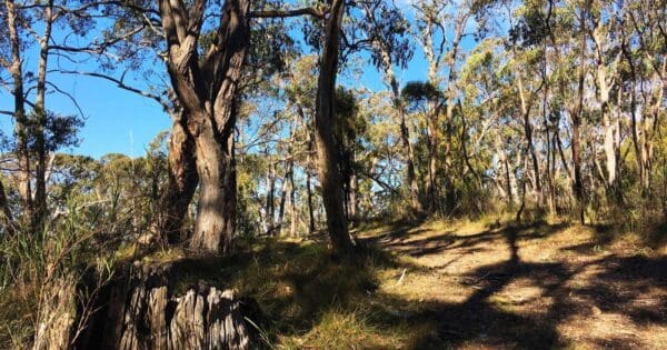 Wottons Scrub Circuit Wottons scrub circuit