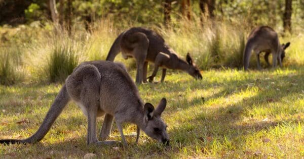 Barayngu Murawung Walk Barayngu murawung walk