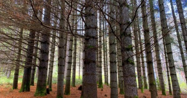Bendora Arboretum Walk Bendora arboretum walk