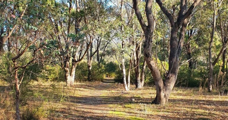 Congwarra trail