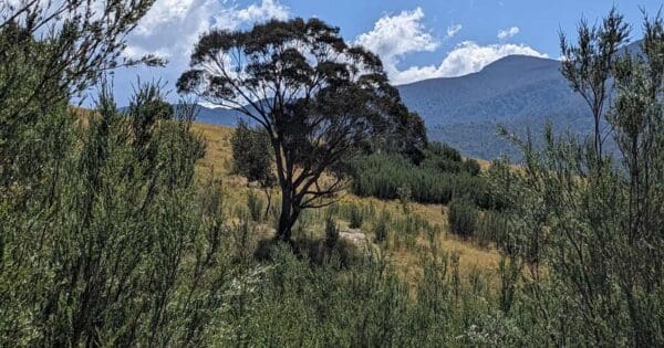 Dalsetta Link Dalsetta link