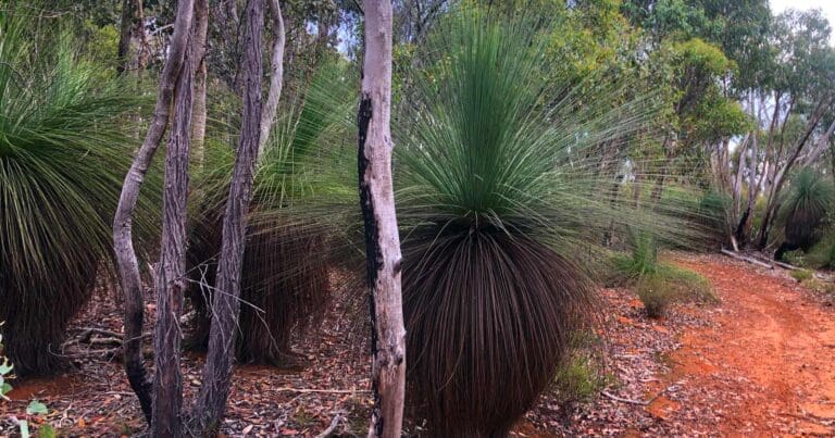 Grass tree walk brisbane ranges