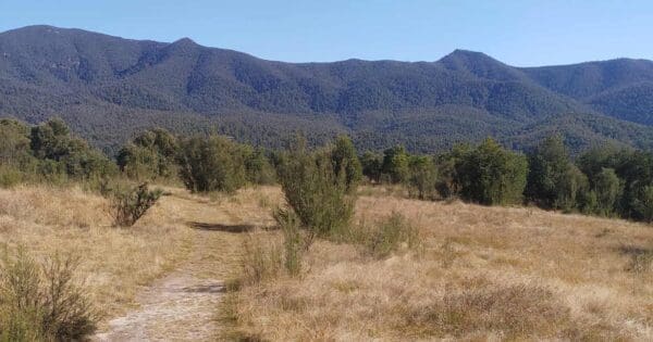 Sheedys Link Sheedys link