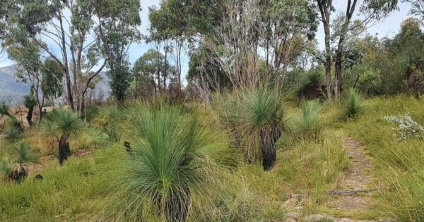 Wandarawari Wandarawari