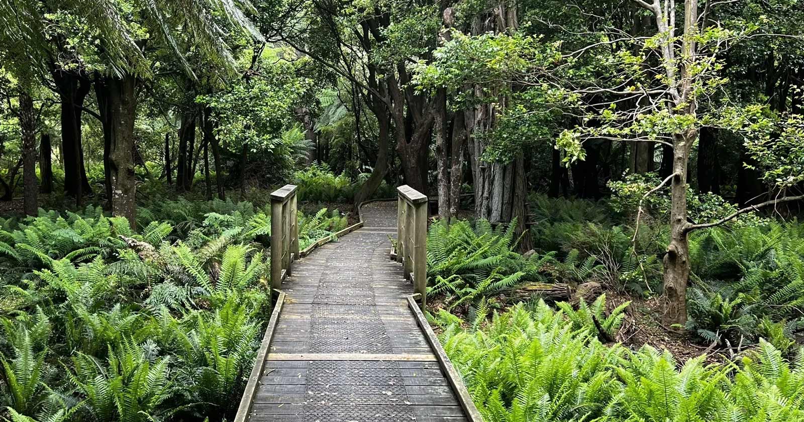 Wilsons Prom: Victoria’s Ultimate Bushwalking Destination Lilly pilly gully circuit wilsons prom