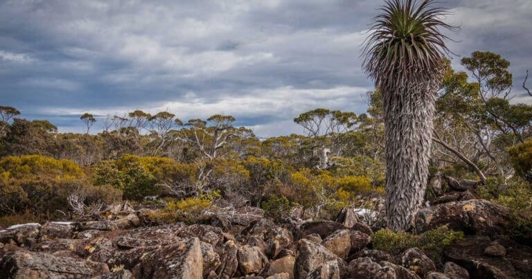 Mount field east via lake nicholls