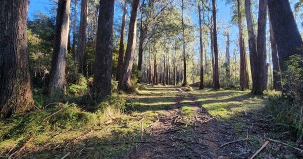Mt Ritchie Dugout Acheron Way Circuit Mt ritchie dugout acheron way circuit