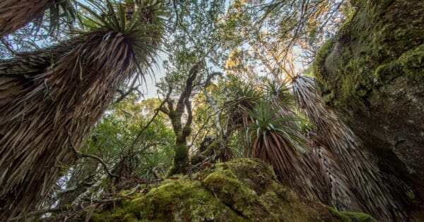 Pandani Grove Nature Walk Pandani grove nature walk