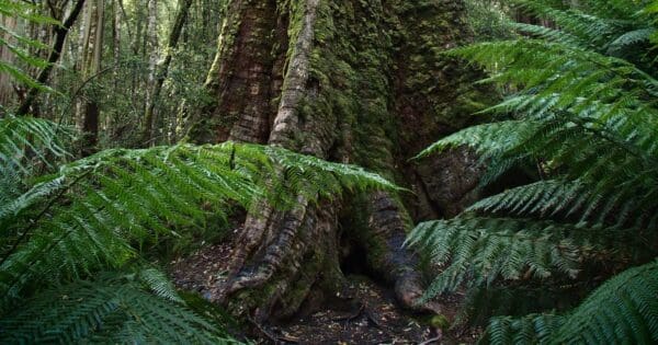 Tall Trees Walk Tall trees walk