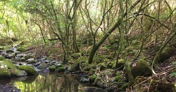 Carrow Brook walking track Carrow brook walking track