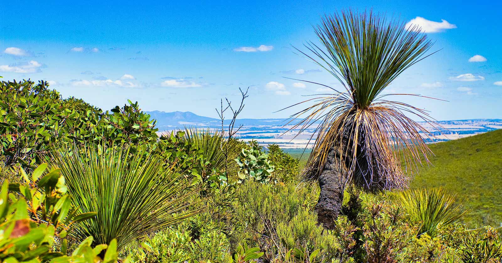 Stirling Range National Park: WA's Peak Adventure Grass trees and low heathland vegetation in stirling range national park