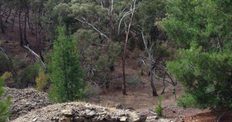GoldFields Track Goldfields track