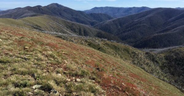 Mount Feathertop Bon Accord Spur Mount feathertop bon accord spur