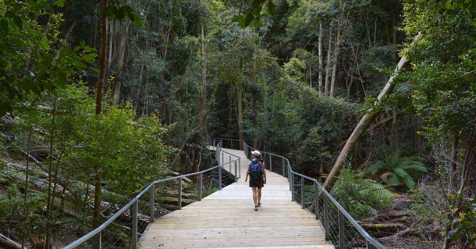 Hike New South Wales: Discover a World of Hiking Adventures Rainforest of jamison valley, blue mountains nsw