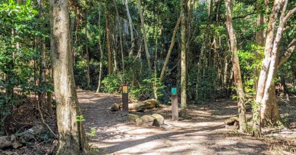 Palm Grove Walk Palm grove walk