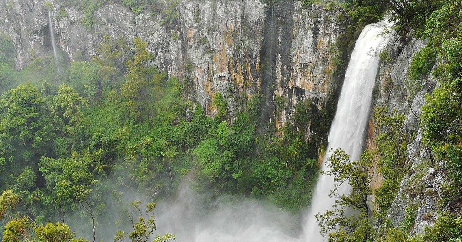 Exploring Springbrook National Park: A Natural Paradise Purling brook falls: sweeping views plunging into the gorge below.