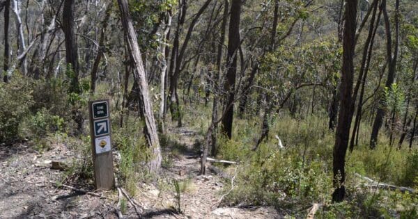 Koetong Creek Walking Track Koetong creek walking track