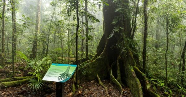Witts lookout walking track