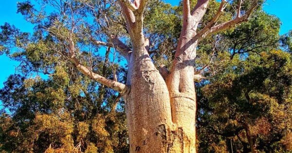 Boodja gnarning walk