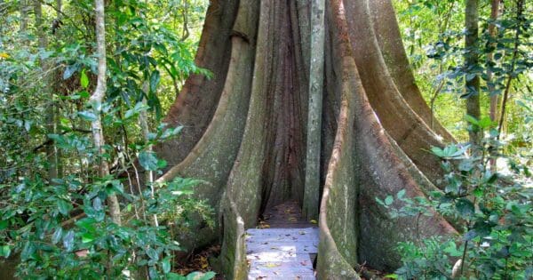 Fig tree walk imbil state forest