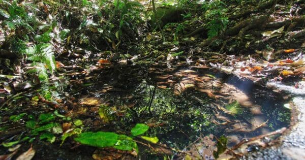 Moss's well track main range national park, queensland