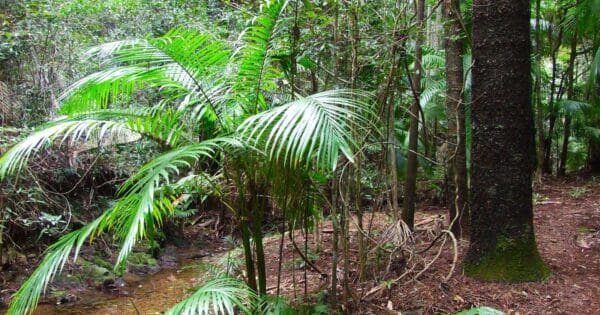 Piccabeen circuit imbil state forest